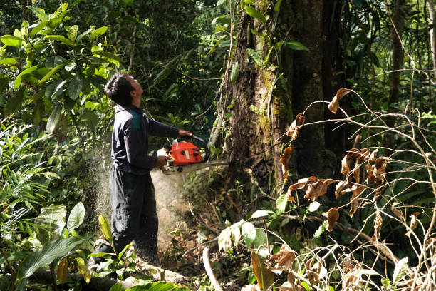 Reliable Plentywood, MT Tree Removal Solutions